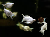 Platinum Balloon Molly Blue Eyes or Diamonds Eyes